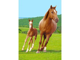 Kids Blanket Horses
