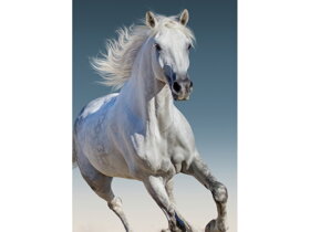 Kids Blanket White Horse