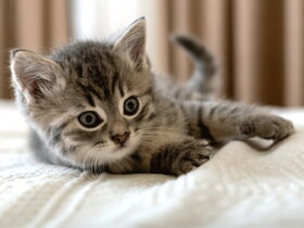 Kids Blanket Kitten