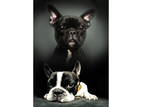 Kids Blanket Puppies