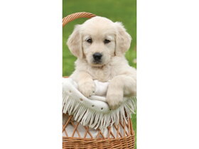 Beach Towel Cute Dog in Basket