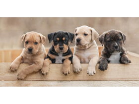 Kids Beach Towel Puppies