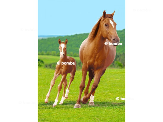 Kids Blanket Horses