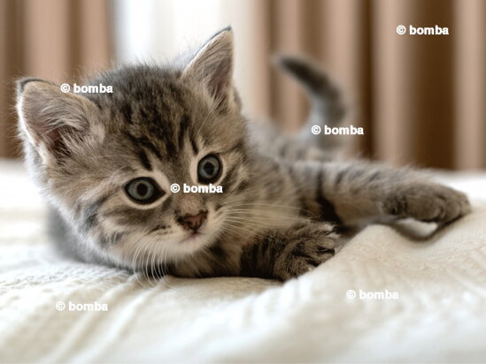 Kids Blanket Kitten
