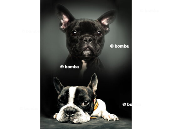 Kids Blanket Puppies