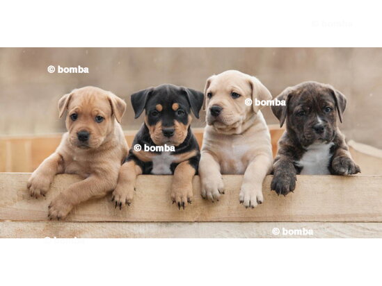 Kids Beach Towel Puppies