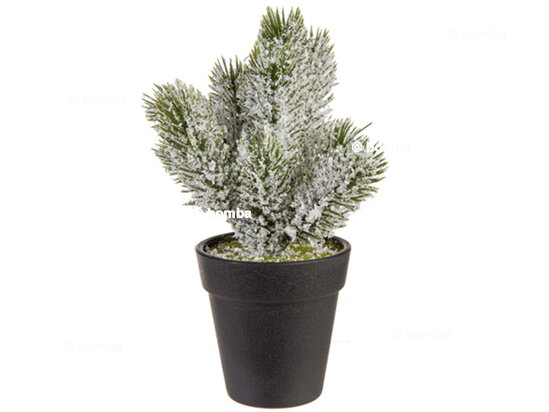 Snow-Covered Christmas Tree in a Pot